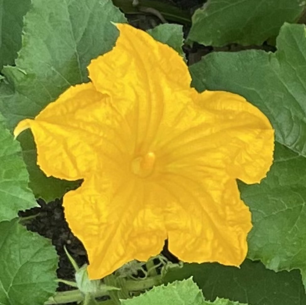 I’ve eatin ramps, nettles, dandelion & poke greens but, Punkin greens are stretchin for me although I may try the flowers, they look delicious-When pollinating by hand I tore the petals off the male & they tore crisp & clean & reminded me of lettuce.
