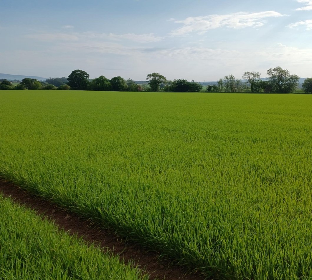 Scottish spring barley looking overall good at the moment with some areas requiring rain to fulfil the crops potential. The spread of sowing dates this year shows a range of developmental progress across regions. Diablo pictured. #Harvest23 #Scottish #Provenance