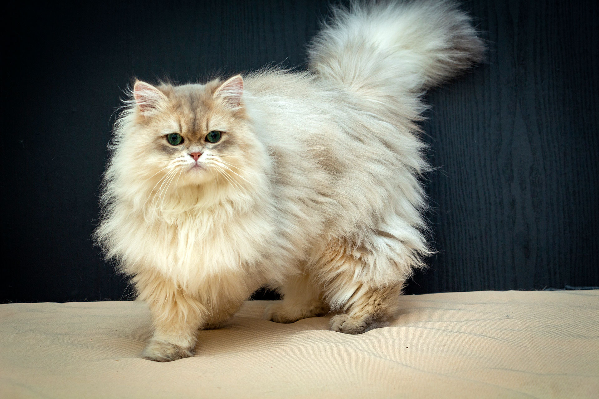 Longhair Is my little man an oriental long hair? Or am I being silly