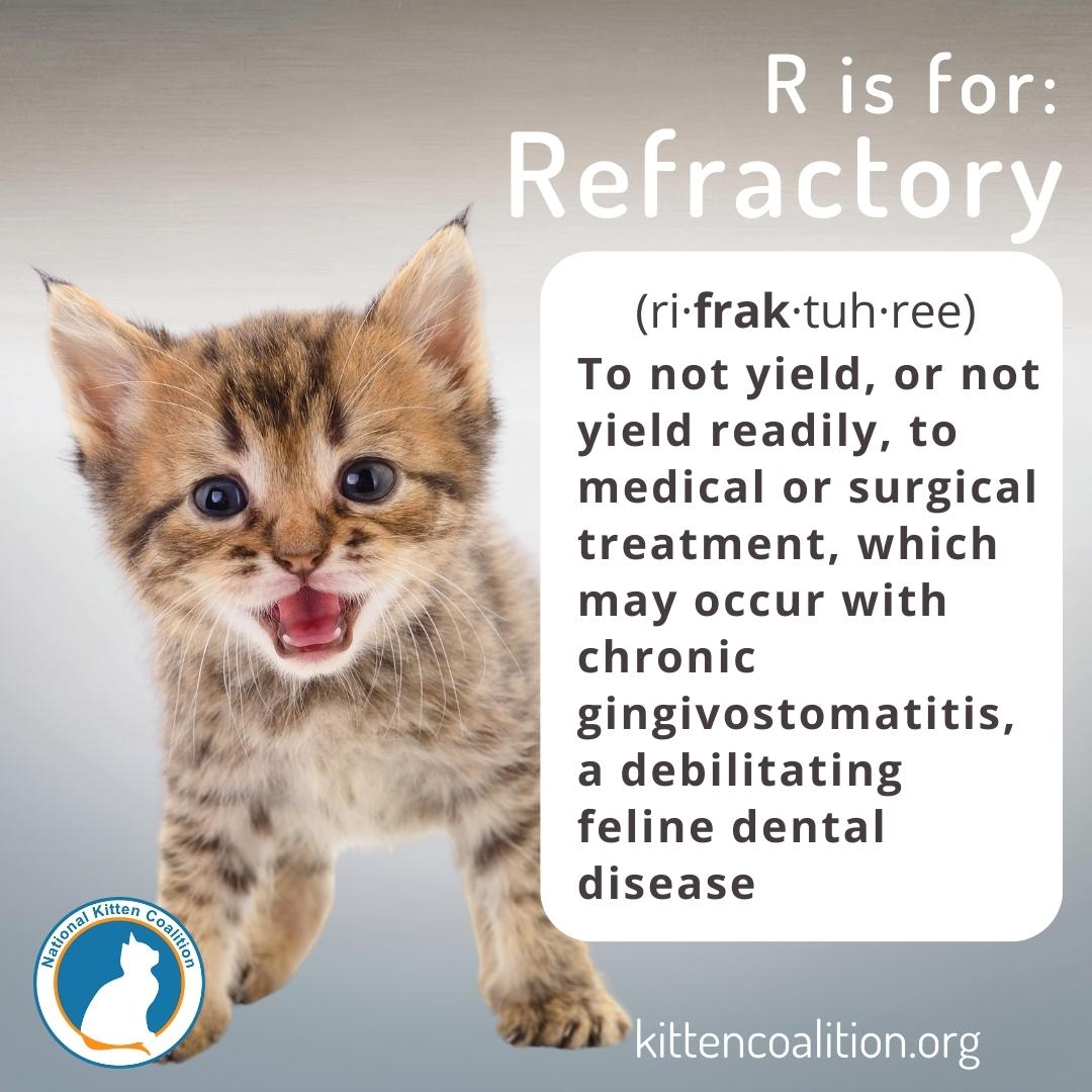 NationalKitten's tweet photo. Random-bred cats account for most cats worldwide. Although they are not pedigreed (selectively bred), they rule our worlds. Please share your favorite cat-related medical words starting with R, or photos of cats whose names start with R below. #kittenrescue #savekittens https://t.co/bqBMTC9Tan