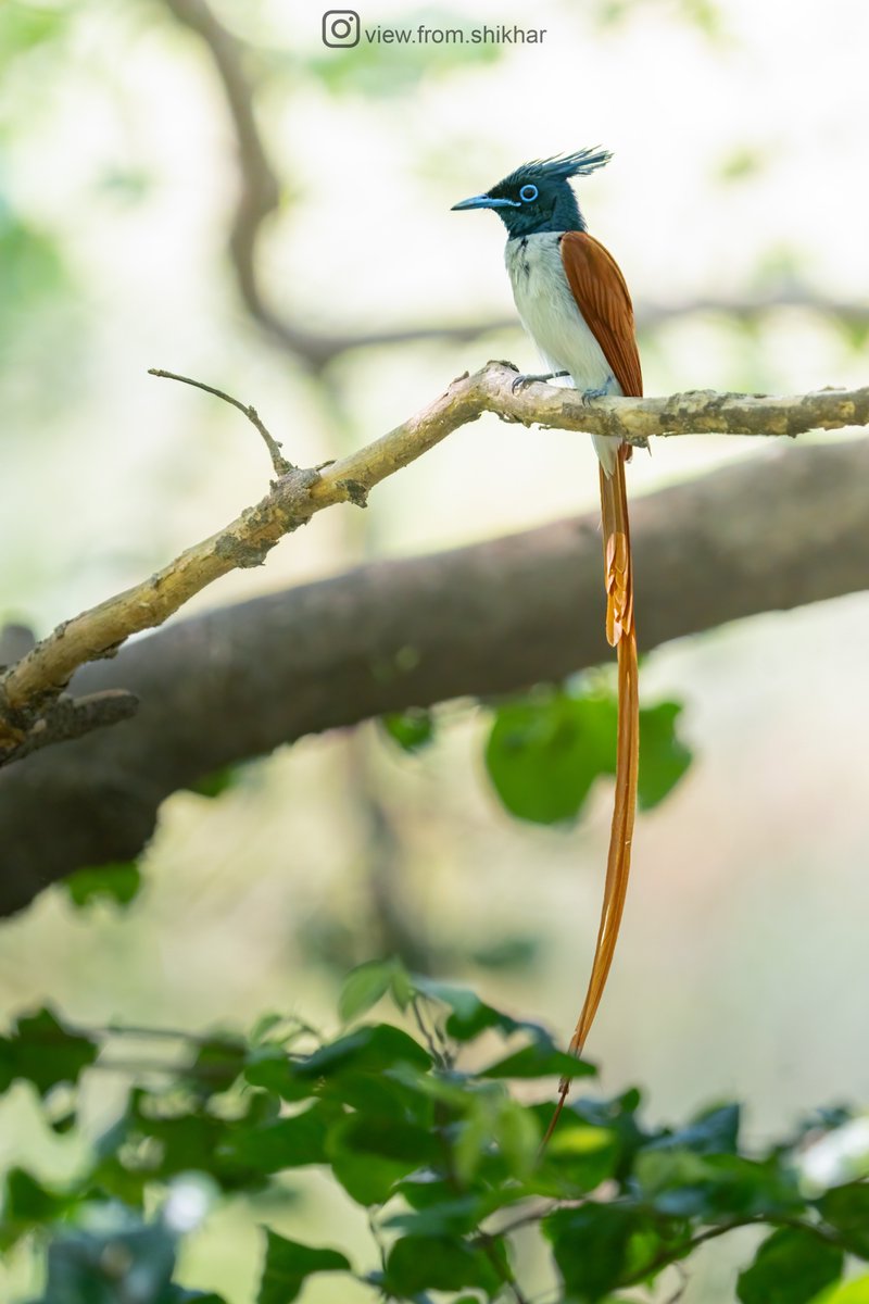 Indian Paradise Flycatcher

#IndiAves #ThePhotoHour #SonyAlpha #CreateWithSony #SonyAlphaIn #BirdsOfIndia @Avibase