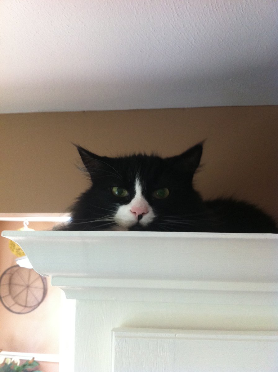 BooCatDaily's tweet photo. In today's Daily Boo, Uncle Brucie. #CatsOfTwitter #TuxedoKitty #WayUpHigh https://t.co/n6lzoSz5Tz