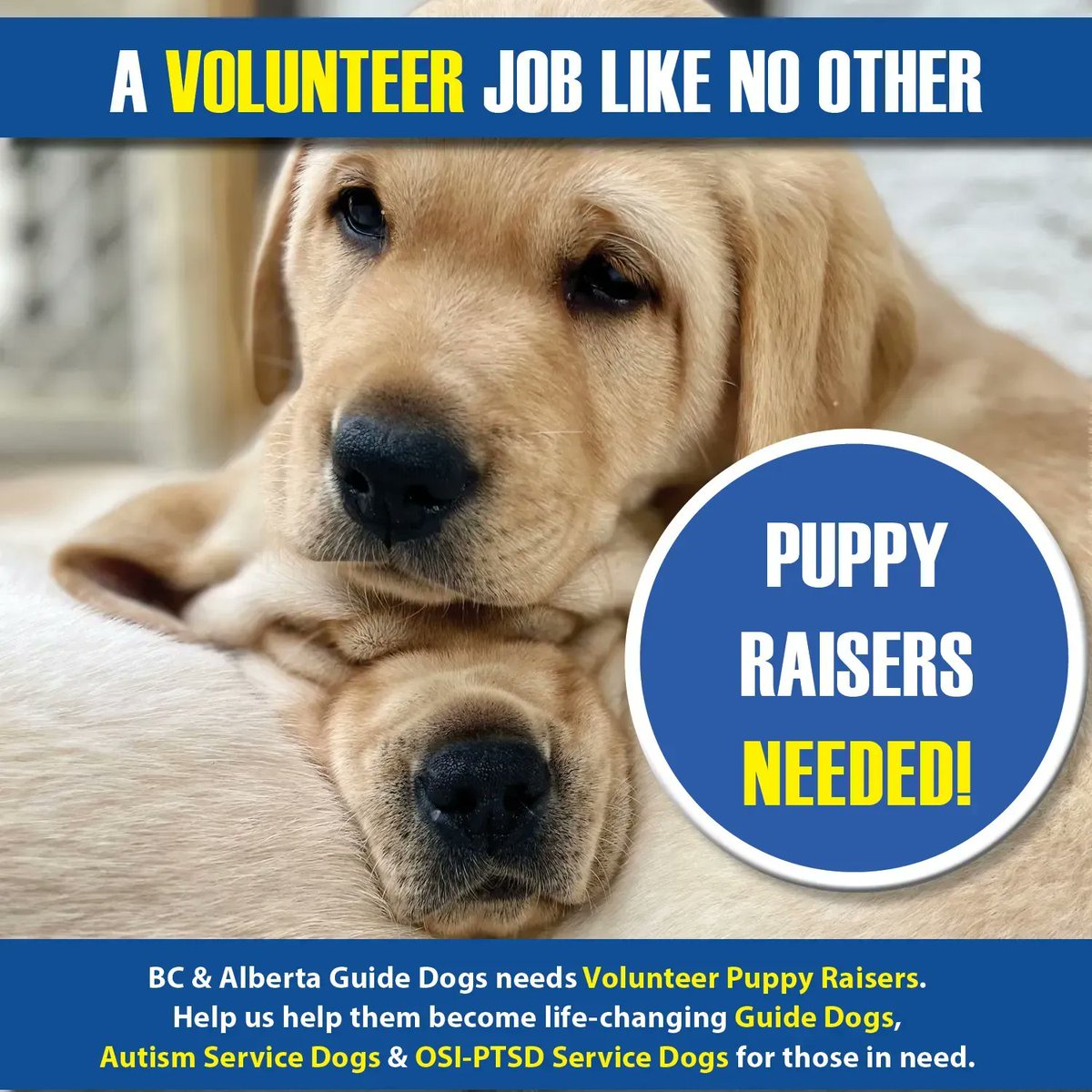 We need volunteers to help raise puppies the Calgary area!  Puppy Raising is the cornerstone to the success of BC &amp; Alberta Guide Dogs. It's a volunteer job like no other.

Make a difference in your community!

bcandalbertaguidedogs.com/volunteer/rais…
