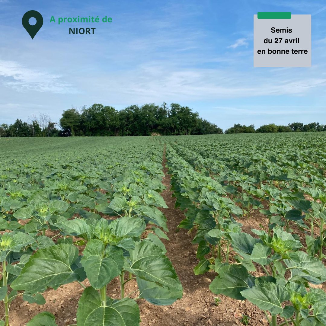 [#Tournesol 🌻] 

De l'Est à l'Ouest, quelques photos du jour de notre variété de tournesol 🌻 SY ARPEGIO. Beau démarrage pour ces deux parcelles.