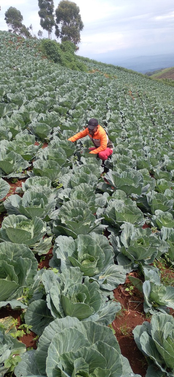Sprayed with Yara Vita CROP BOOST <a href="/yarakenya/">YaraKenya</a> <a href="/mfarmguard/">Mr🇰🇪 Farmguard 🇬🇧 🥔</a> <a href="/CalebSewui/">sewui caleb</a> #knowledgegrows #MboleaNiyara