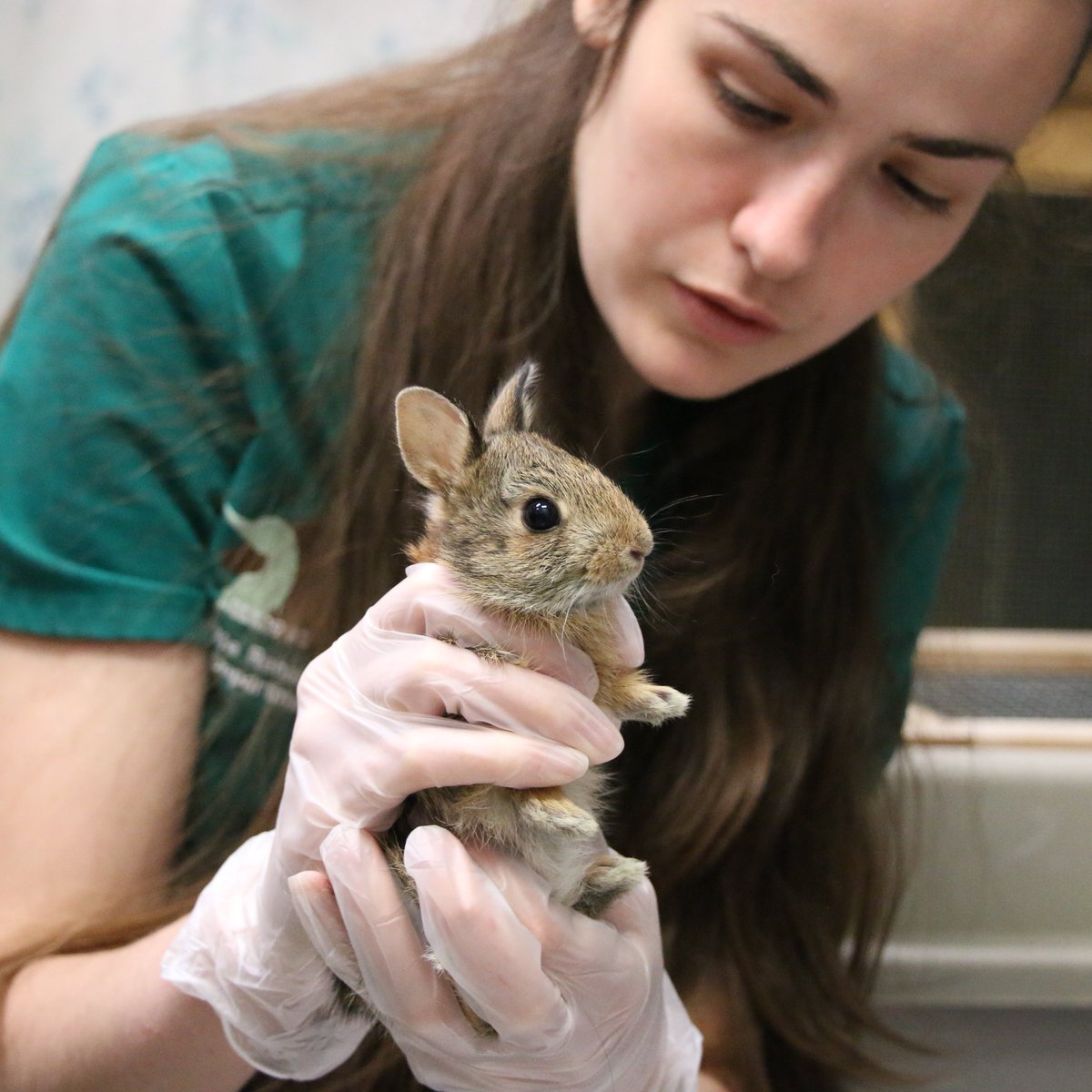 Until June 30th, every dollar donated to TWC through @canadahelps enters us to win $20,000 to help our wild neighbours! That means more support for patients like #EasternCottontail orphans who need someone to care for them💚
Retweet to spread the word!
canadahelps.org/en/charities/t…