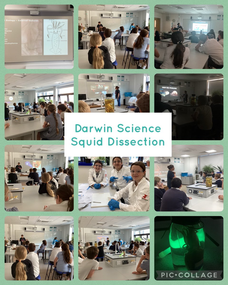 What a fantastic morning we had exploring life in the deep dark sea @darwincentre! Children worked to investigate and dissect squids learning about the different parts of the squid and using squid ink to write! #ambitiousandcapable