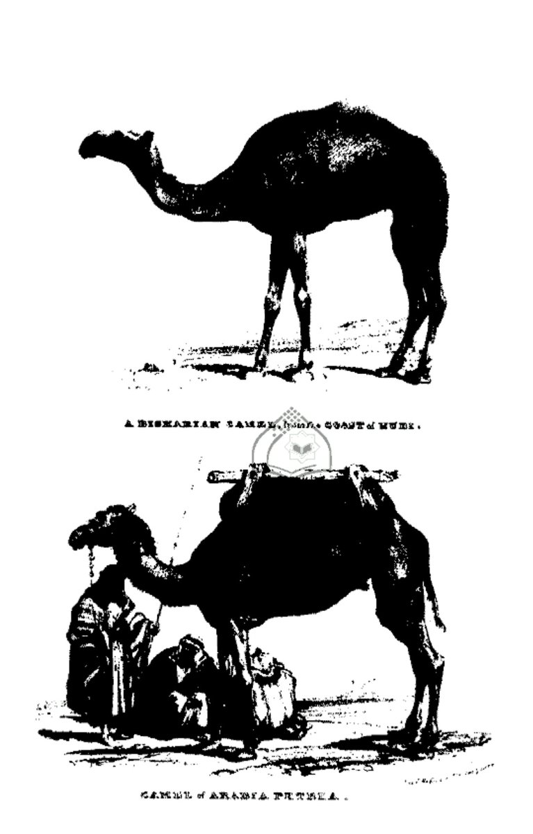 الوردان المفضلي tweet media