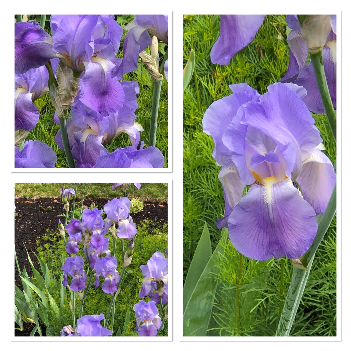 #Irises in my front garden from years past. 
🌱 Enjoy your day 🌱 

#TuesdayBlue #mygarden #flowerphotography #GardeningTwitter