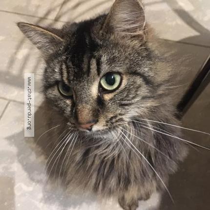 Chat Perdu tweet media