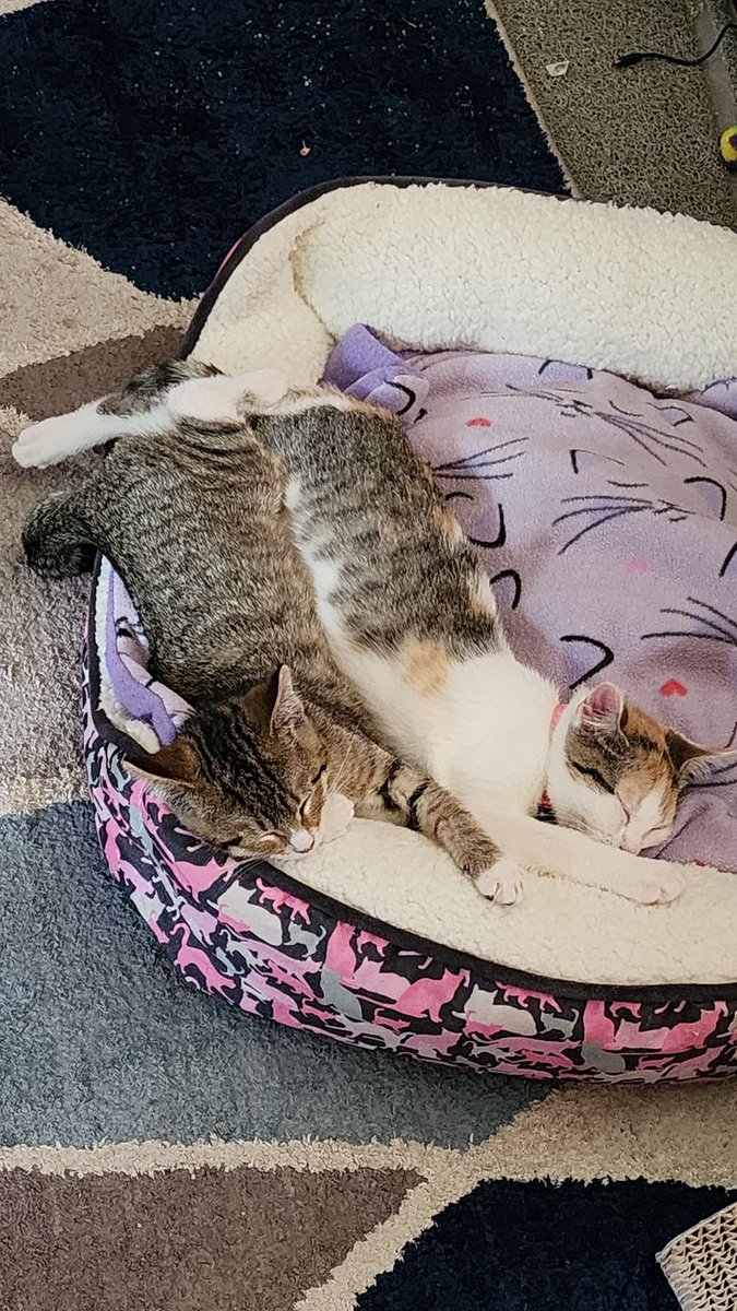 keefie6's tweet photo. @DarkBlueTrash My babies! I hope your day gets better https://t.co/KP3zzA2CYj