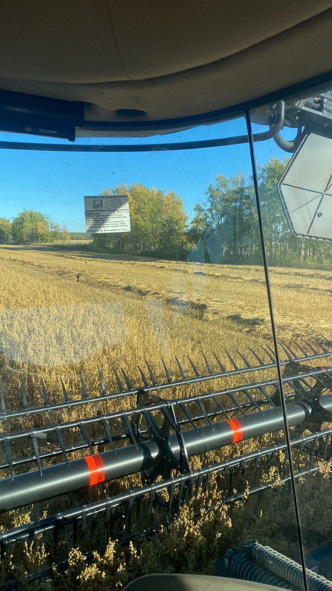 andrew33065383's tweet image. peas oats intercrop