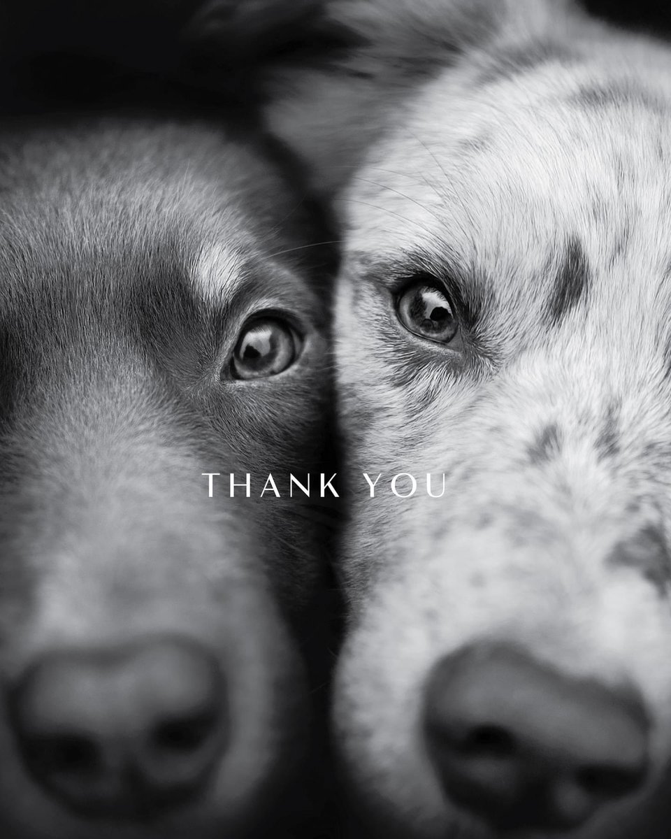 BSPCA_BH's tweet photo. Help save the BSPCA at a black tie dinner at the #AddressBeachResort, Marassi Al Bahrain!
100% of proceeds go to the BSPCA. Tickets BD45 per person and you can purchase tickets via Benefit.
BH92ALSA00154288100102
Please add your name & BSPCA Charity Dinner in the comments. https://t.co/VwZWlObGmF