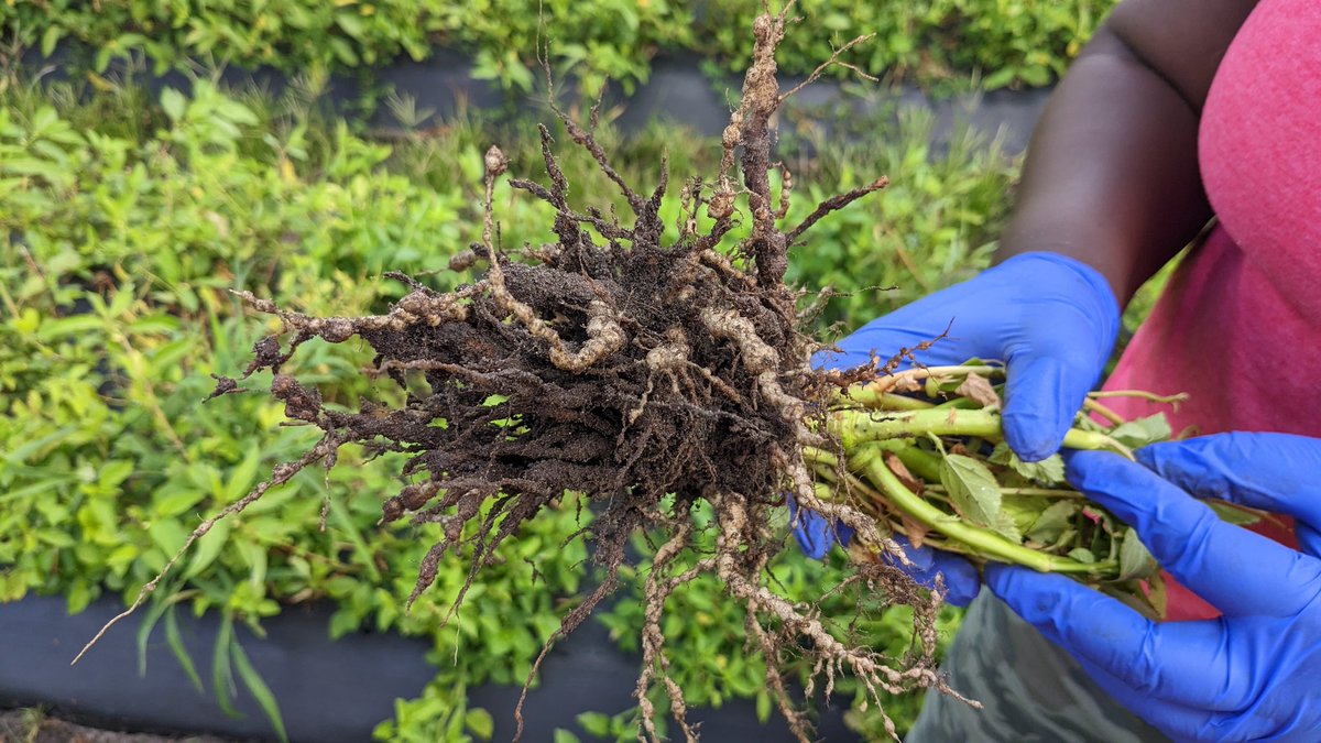 Our new intern is happy to see rkn damage in the jute field. 
<a href="/UFGulfCoastNema/">UF Vegetable & Fruit Nematology</a> 
<a href="/FINDMeNematode/">FINDMe</a>