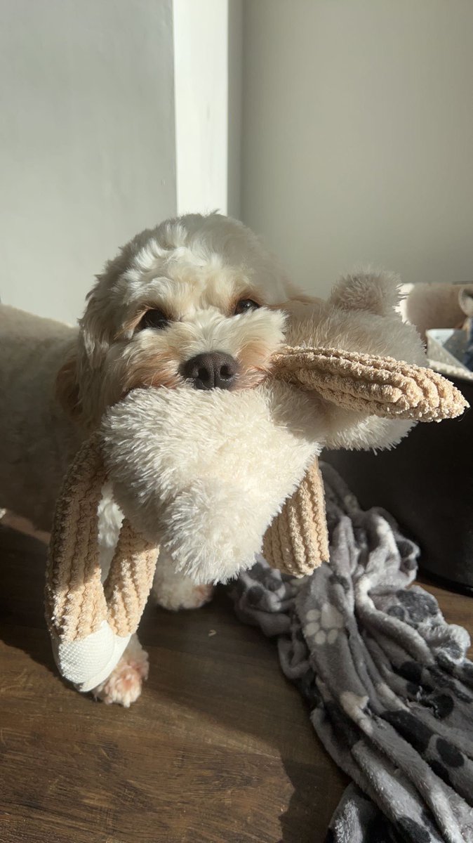 Benji was spotted with his favourite toy.