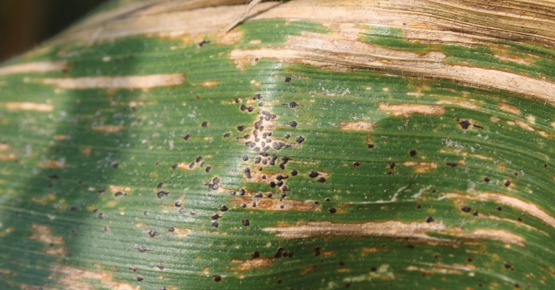 SyngentaUS's tweet photo. Did you know growers should scout for tar spot until silage harvest? Learn about this tip and more to protect your crops from this relatively new corn disease.