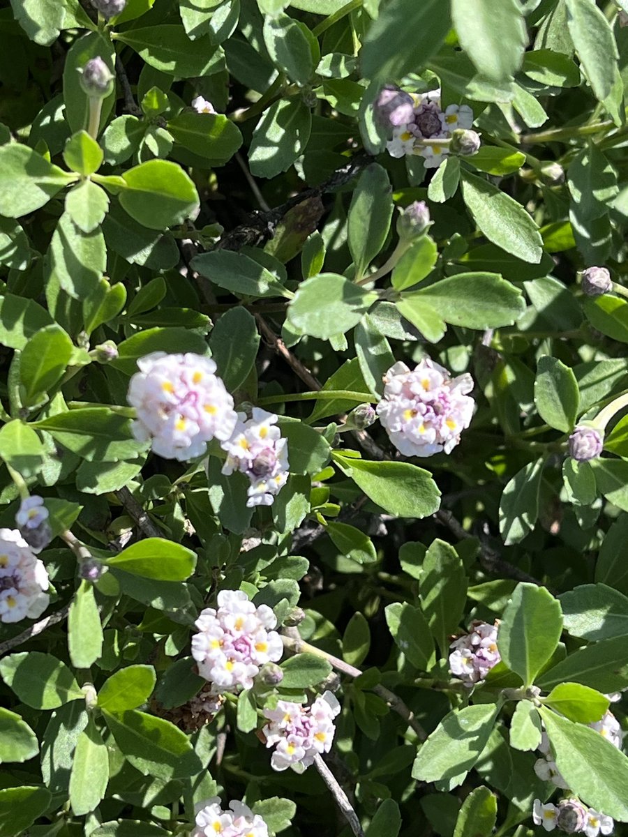 おはようございます〜

近所のお花シリーズ　4️⃣9️⃣

イワダレソウ

田んぼの周囲に敷き詰めた宝石