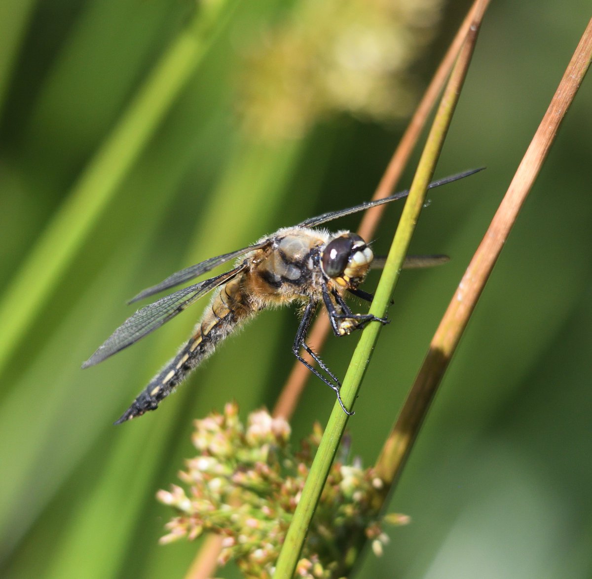 gaviascotica's tweet photo. Lovely wee stop off at Saltoun forest to see these Four-spotted chasers today. They always strike me as a remnant of the past...Plenty of damselflies too but no pics this time #eastlothian #fourspottedchaser #dragonflies https://t.co/SytYTYmcDb