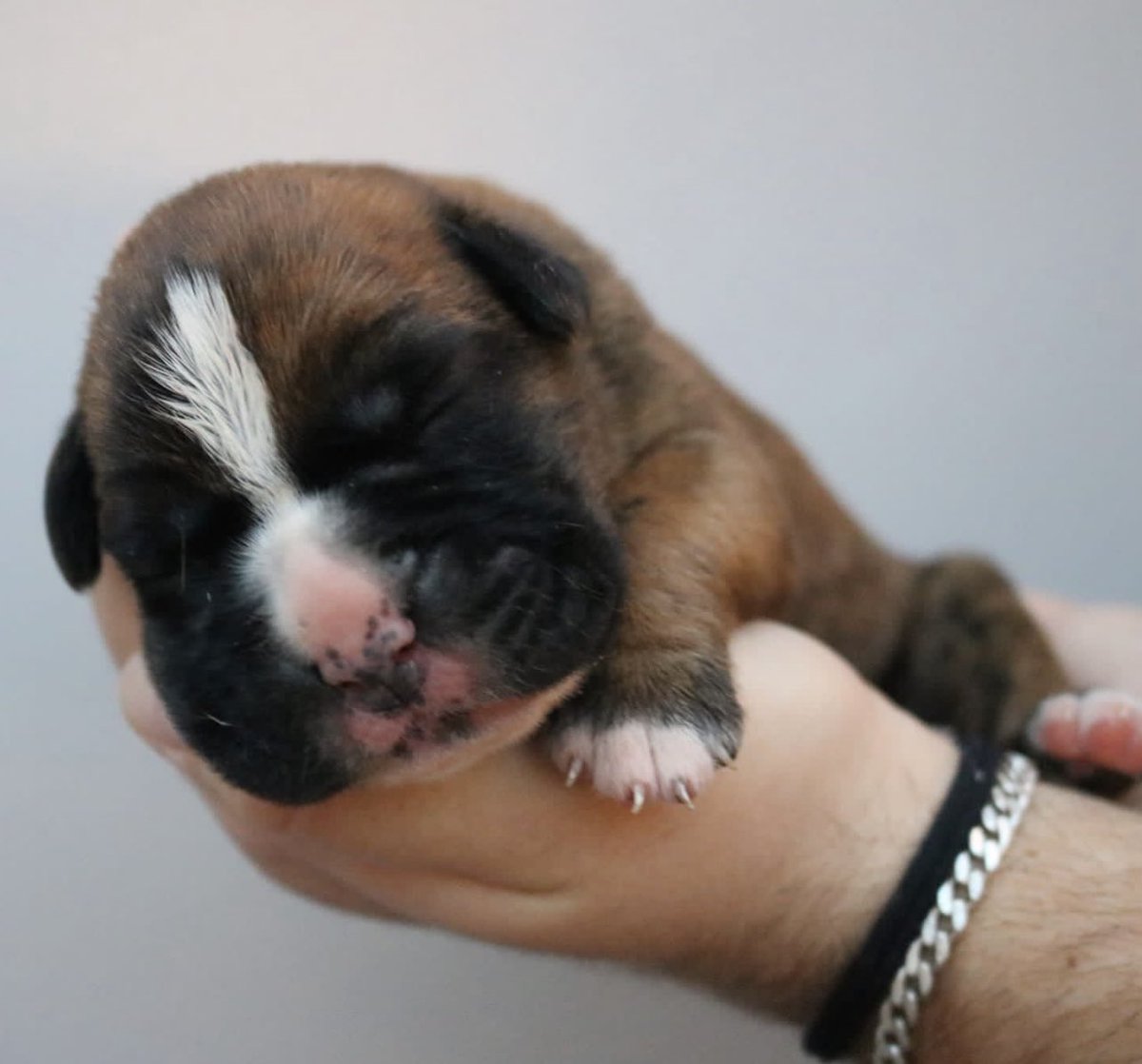 This is Mabel. Just over a week old at the moment. She’ll be coming home when she’s old enough. #Boxerdog ❤️