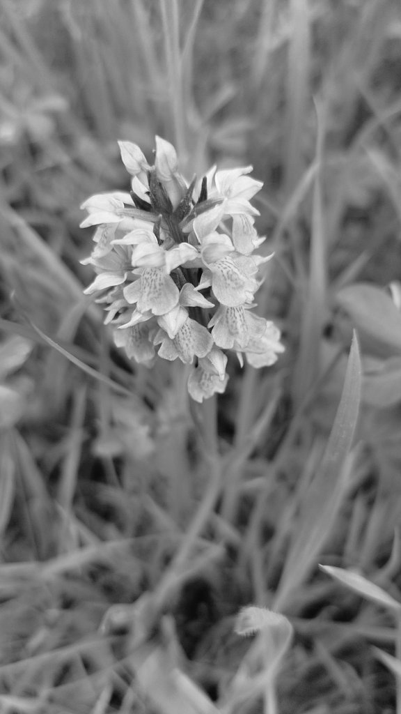 #GoodNightTwitterWorld #GoodnightEveryone Hope u all had a lovely day. Luv ya all ♥️ 😍 
#FLOWER #Flowers #FlowersOfTwitter #flowerphotography #blackandwhitephoto #blackandwhitephotography #naturalbeauty #macrophotography
