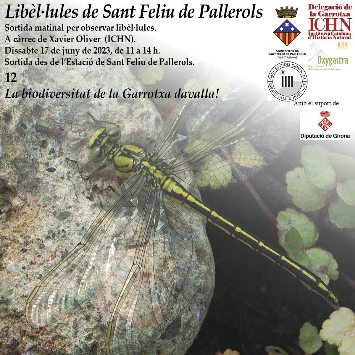 Pallerolstuit's tweet photo. LIBÈL·LULES DE SANT FELIU DE PALLEROLS
Nova sortida matinal 🌞 per observar libèl·lules, a càrrec de Xavier Oliver (ICHN).

🗓️Dissabte 17 de juny
⏰11:00 h - 14:00 h
📍Sortida des de l'Estació

La biodiversitat de la Garrotxa davalla!

#santfeliudepallerols #ichn  #libèl·lules https://t.co/S2CAxJw00k