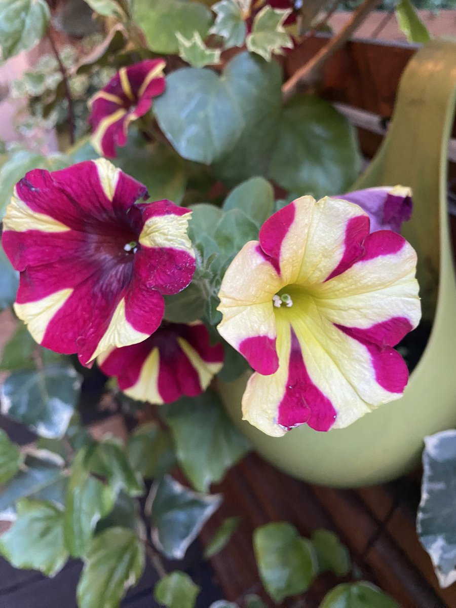 The Roebuck tweet media