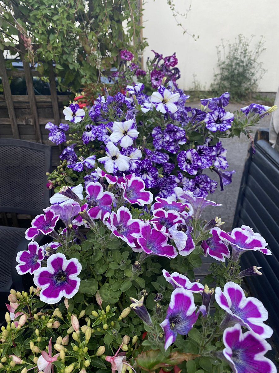 The Roebuck tweet media