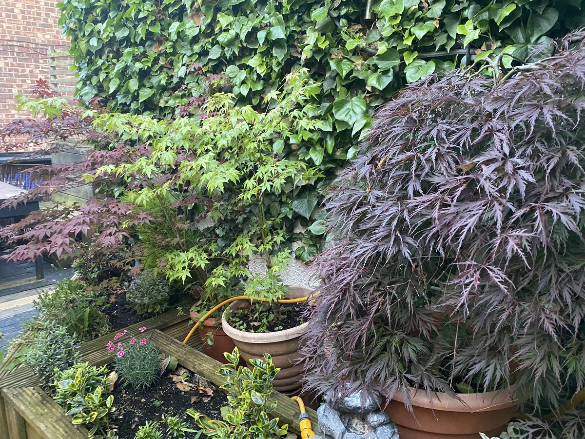 The Roebuck tweet media