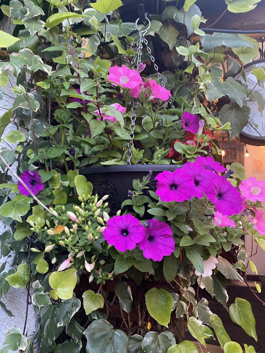 The Roebuck tweet media