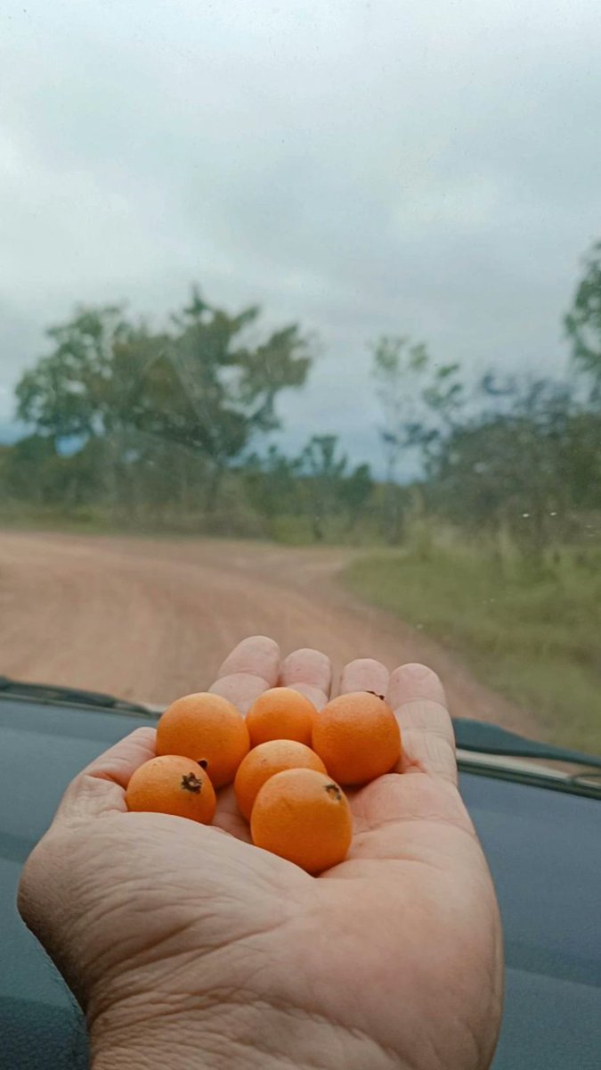 danieldayan94's tweet photo. No interior é mais....puerperal ,recém nato e mais dois filhos ,todos vacinados  no domicílio por não ter locomoção até a ESF , Mm ciclo 22 , @dr_nesio da para prorrogar nosso ciclo 20 dr ....para seguir ajudando a família brasileira e não ficar desempregado .pedido dos cubanos https://t.co/TQpA8vkYgg