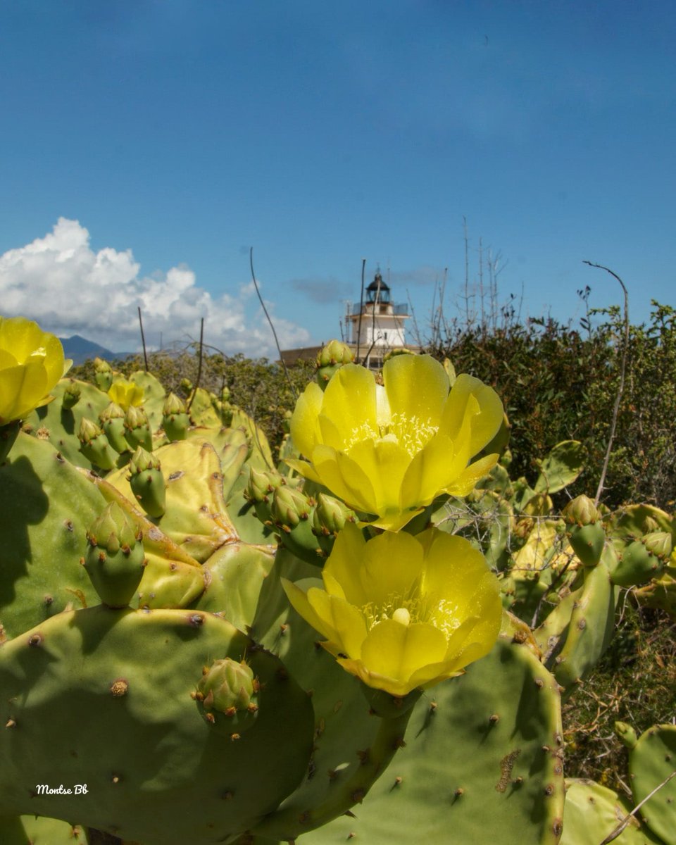 La prosperitat crea amistats i
l'adversitat les prova.

El Port de la Selva