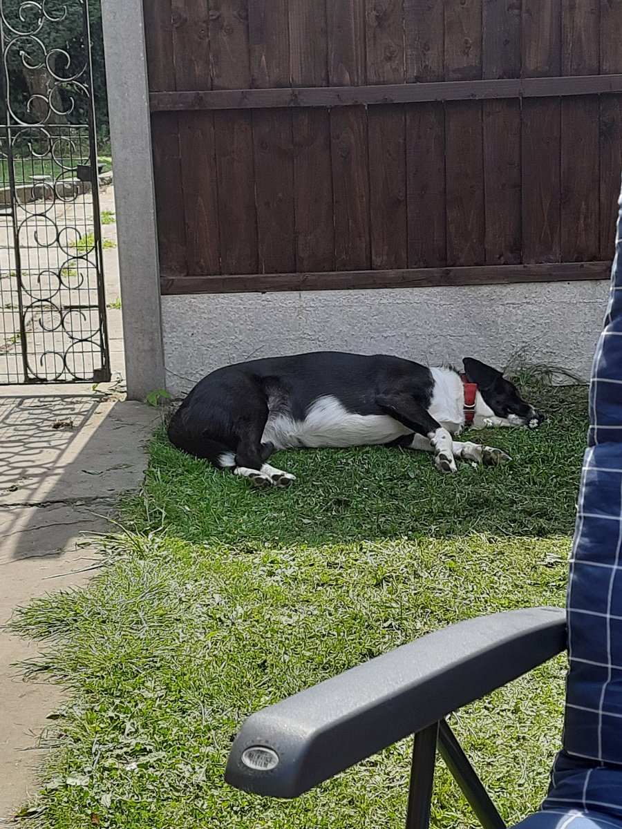 SteveFairchil18's tweet image. @AphasiaSupport  #BigStepChallenge over 15000 again today, 192690 so far for June, Annie is still keeping me company although it is a bit hot for her☀️