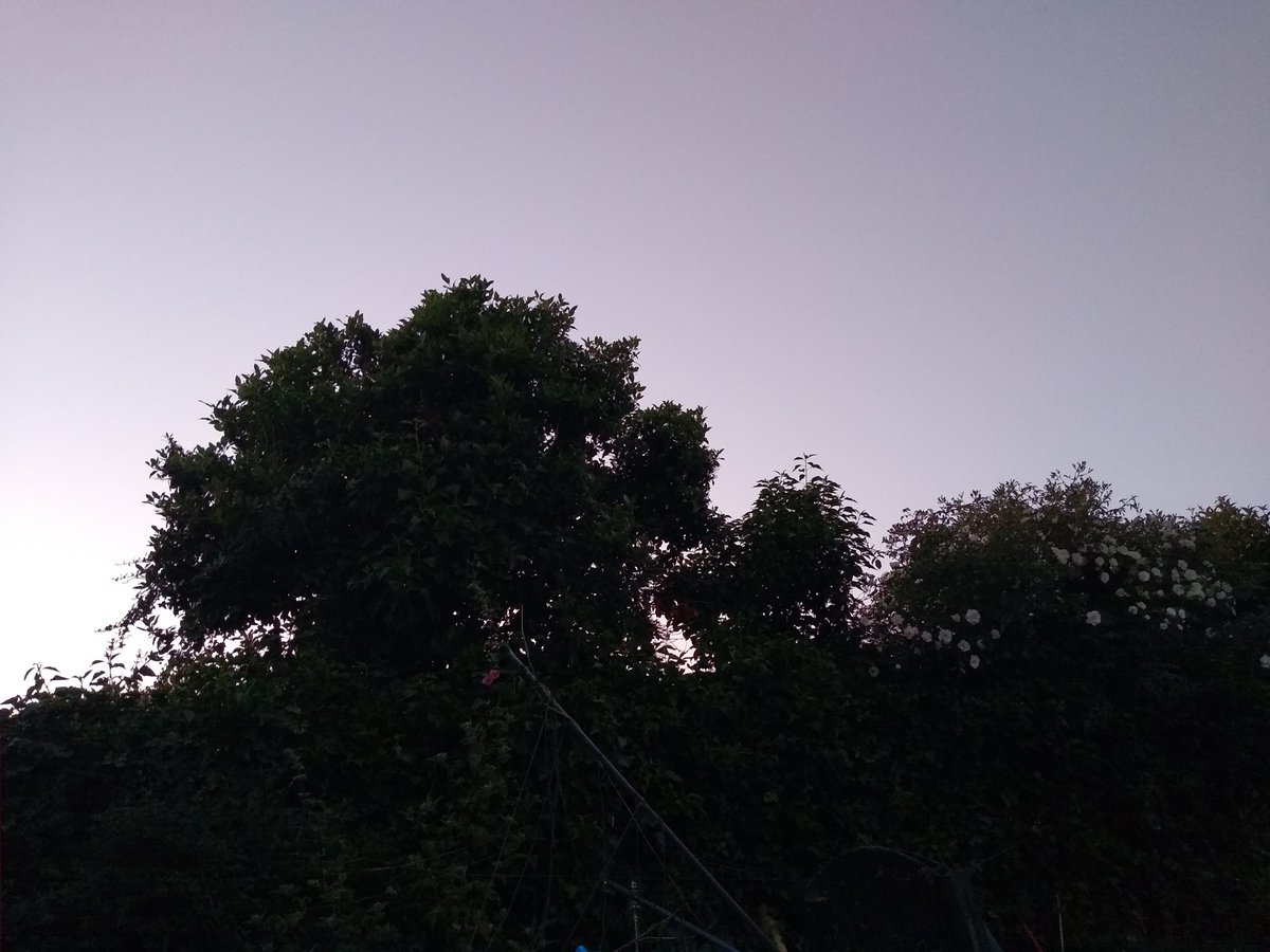CarolynTGray's tweet image. It has cooled down A Lot outside this evening. Just telling the cats we need to go in and wash up #dusk nearly #SummerSolstice #indoorcats