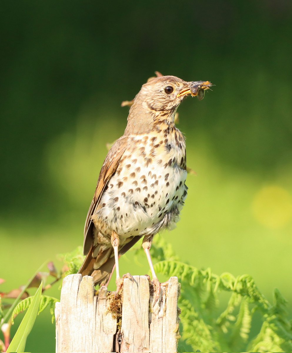 A slightly  bedraggled Song Thrush with breakfast for the kids. #birdphotography #songthrush #twitternaturecommunity #scottishborders