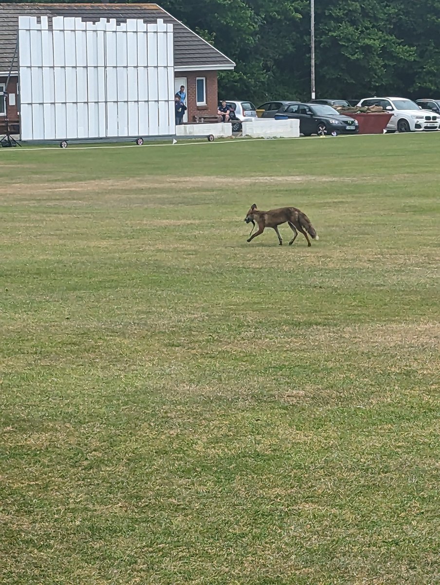 WelshMaliGn's tweet photo. @ThatsSoVillage This fox running across the outfield during play, I've called him Matt Reynard. https://t.co/sSjMElcdOm
