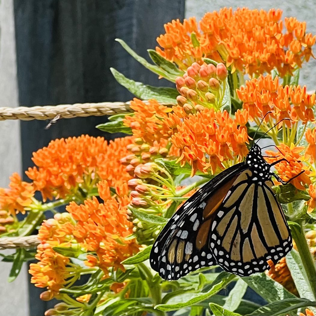 Bang Brewing tweet media