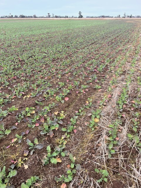 NSW_AGRONOMY's tweet photo. Dry &amp; mild conditions in 2023 are loved by aphids=a risk of viruses, espec in canola &amp; early sown pulses.
Tamworth @nswdpi has seen Turnip yellows virus (TuYV, formerly known as BWYV) in canola from Sth NSW &amp; Narrabri. 

This is very early -be vigilant about aphids🪲

@GRDCNorth https://t.co/5AoGp65b5O