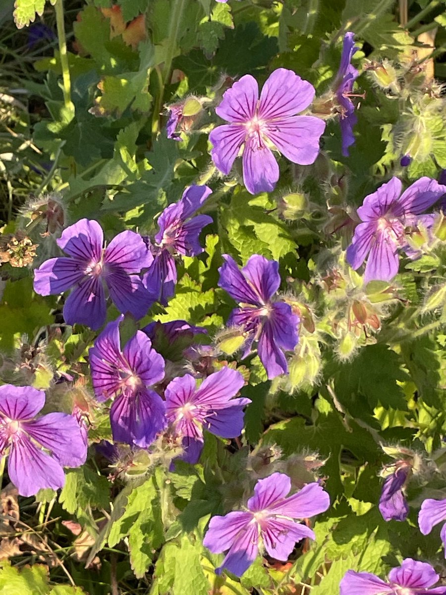 Still not cleared to run so I took an evening stroll and listened to the new Dream Wife @runningpunks which I enjoyed immensely. Lots of gorgeous flowers for the #purpleflowergang