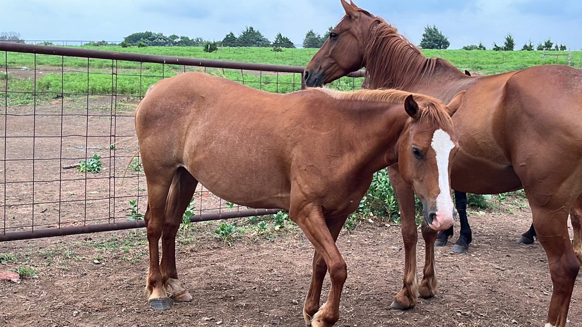 Need $850 for KS herd & $960 for OK herds board/hay/grain by WEDNESDAY We can't continue without your #Help No donation to small to #Help paypal.com/donate/?hosted…… account.venmo.com/u/MustangMae #WildHorses #HorseRescue #fundraiser