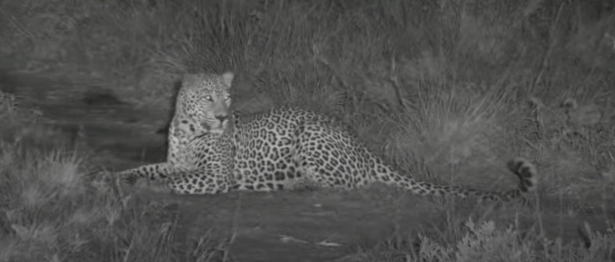 Mysterious Molwati, impish Impala too (pity we missed out on seeing the rutting season) @WildEarth #WildEarth #biodiversity
