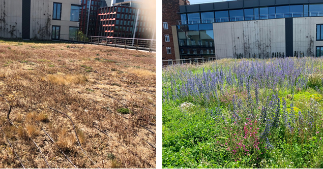 SkyGardenUK's tweet photo. In this hot weather, you will need to look after your green roof and consider installing irrigation to help it thrive through the summer months.

https://t.co/clQwwb0Z3v

#toptipstuesday #greenroofmaintenance #irrigation #environment  #urbangreening   #wildflower #summer2023 https://t.co/aVe1mU5vYZ