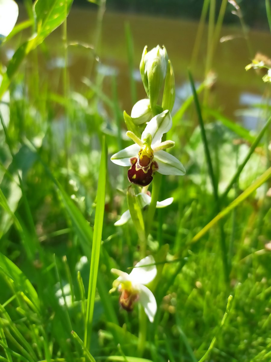 Rondje rietorchis inprikken in Den Haag.  Kwam een boel bijenorchis tegen op locaties waar we van het voorjaar geen rozetten hebben aangetroffen. Een bijzonder mooi wit exemplaar. #stadsnatuur #urbane_natuur #denhaag