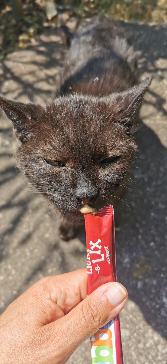 Bozwell enjoying a fridge fresh <a href="/WebboxPetFood/">Webbox Pet Food</a> Lick-e-Lix this afternoon in between shade bathing shifts. When you are an elderly cat lick-e-Lix are the answer to most things