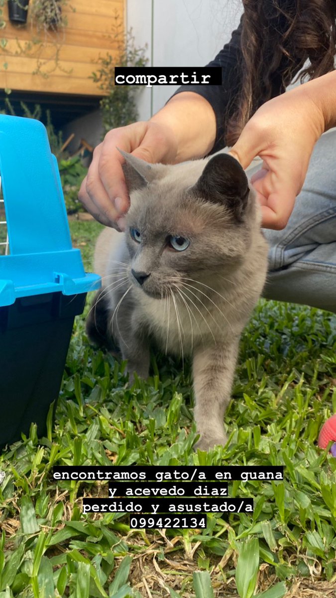 martigonn's tweet photo. Hola! encontramos este gato/a por guana y acevedo diaz, por favor compartir 🥺 https://t.co/WgRzEi82zw