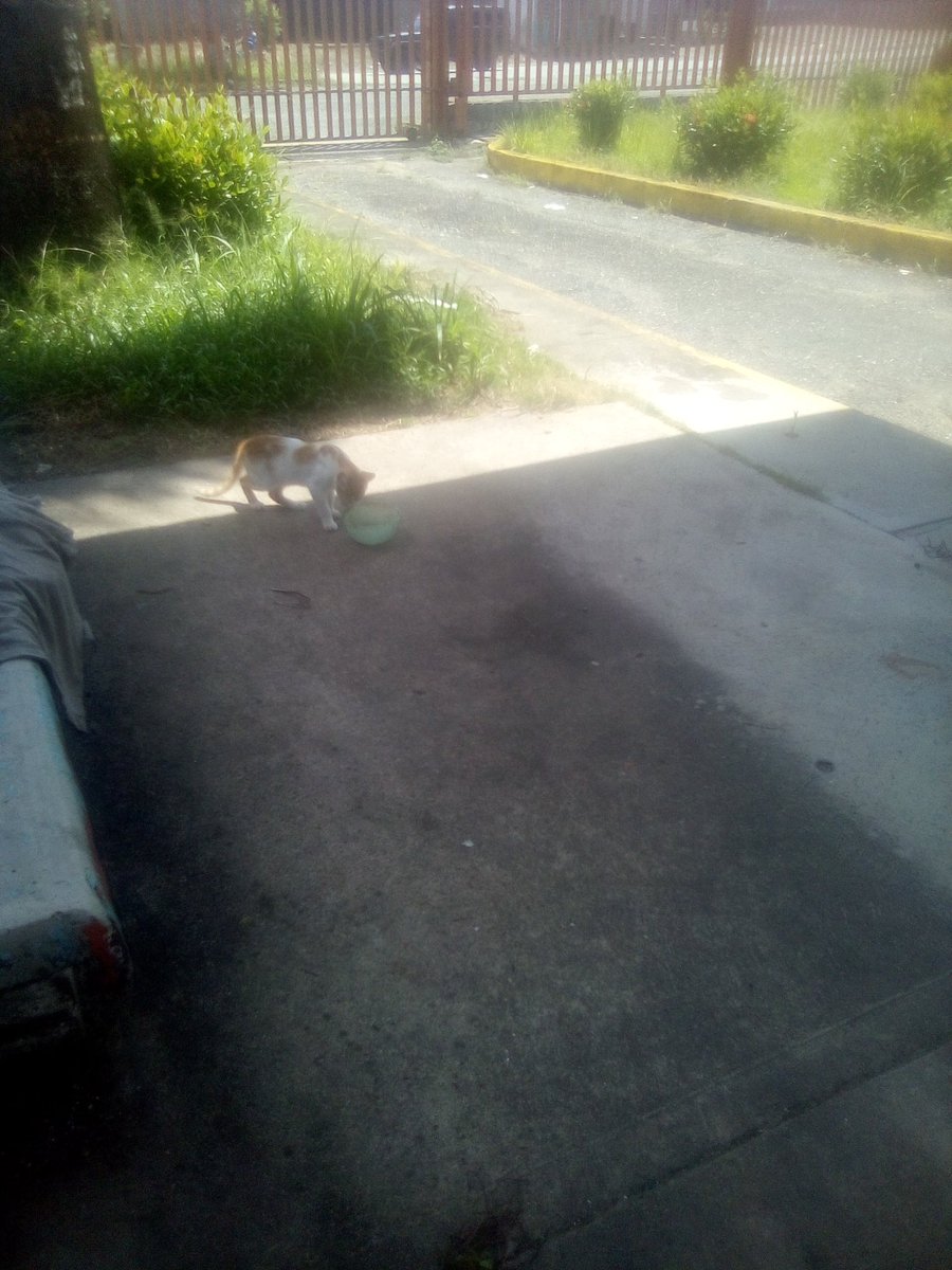 Tengo este chiquitín 😺🐕me falta es una chica ♥️🌹no me llega nada ni una hoja 🍃🙈😂