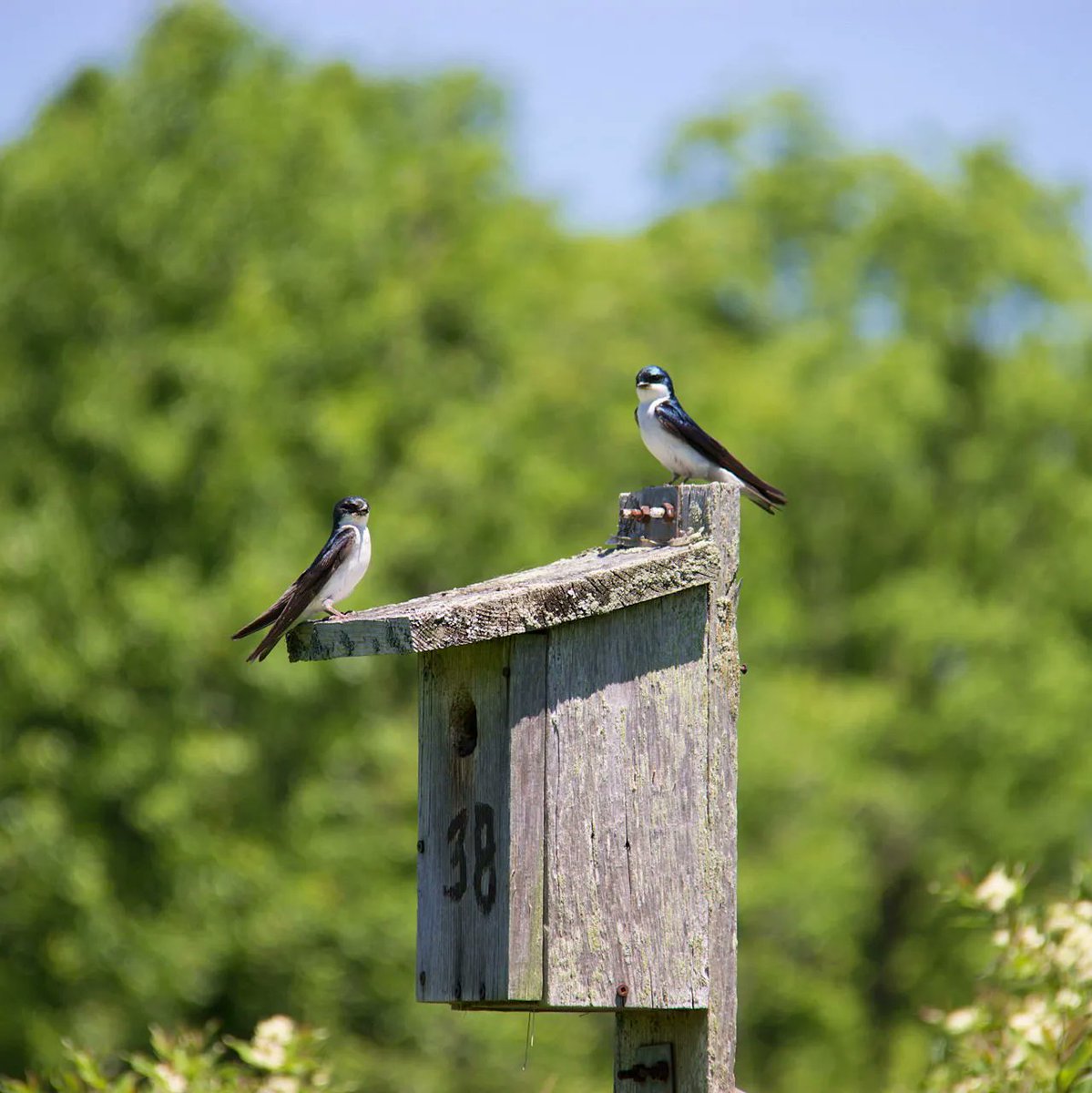 Habitat loss and fragmentation is a major threat to #biodiversity, as highlighted by #HamOnt draft Biodiversity Action Plan (BAP)! At home bird boxes and planting native species are ways to help combat habitat loss. Learn more and share your thoughts at: engage.hamilton.ca/biodiversitypl…