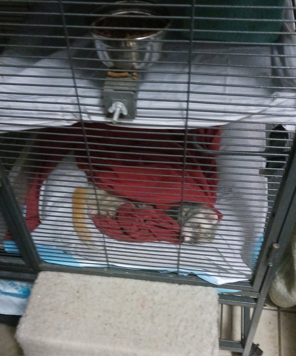 TAAKOFERRET's tweet photo. SOME TIMES I TUCKY MINE SELF IN TOBED COMFY COZY https://t.co/NA0z3g1SAO