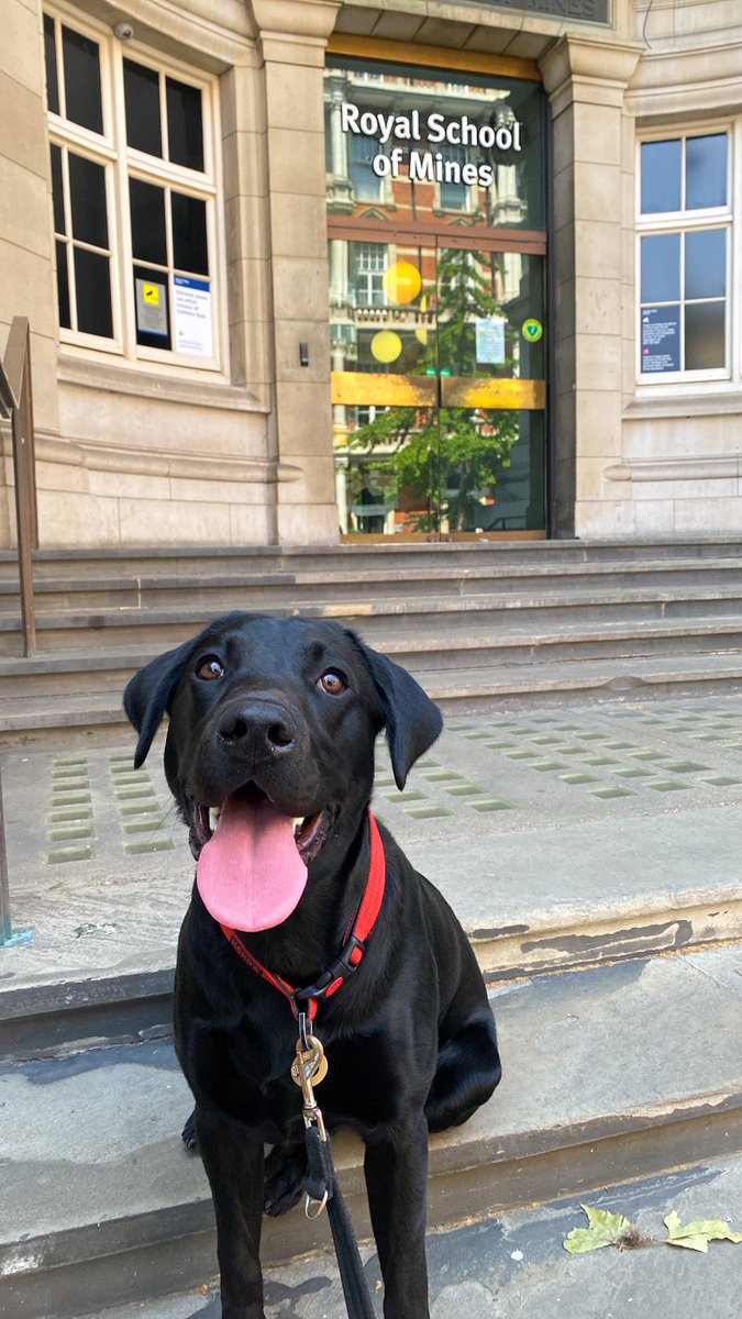 HarrietLDawson_'s tweet image. A last minute dash into London this afternoon, with the pup in tow 🐾

The newest @ESEImperial Lab paw-fessional? 😬

#phdlife #petsatwork