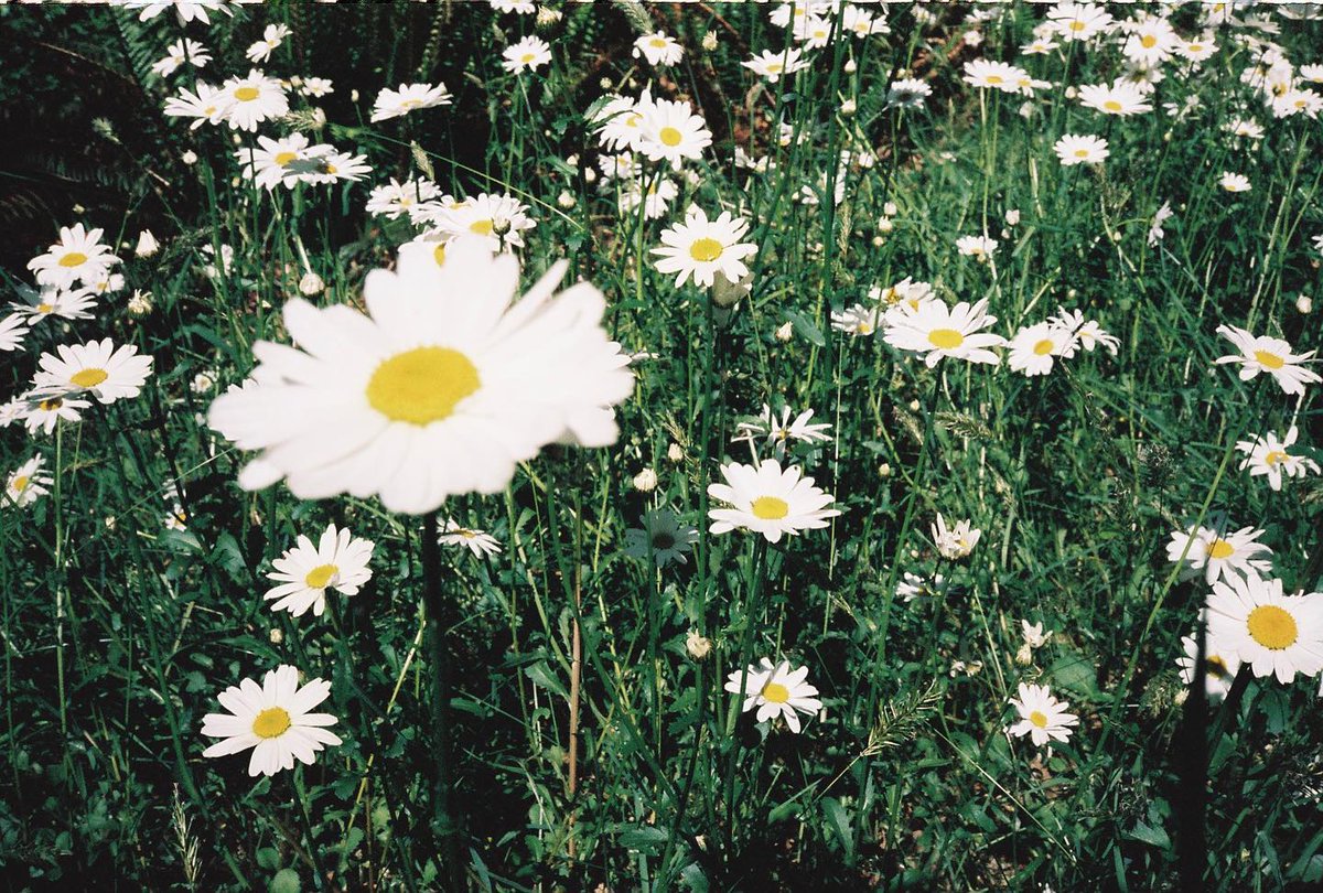 📷 || emilybett via Instagram 
'nature be bloomin no matter what you doin'