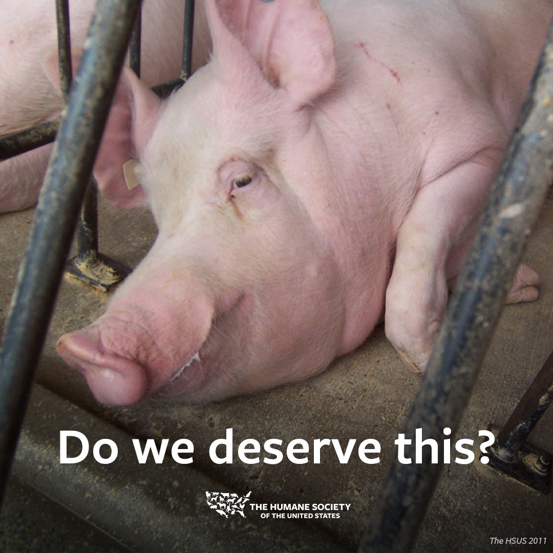 Oscar Mayer pledged to end the use of gestation crates SIX years ago. Yet mother pigs continue to be condemned to a life of immense suffering in these horrific crates for their products.   

We need YOU to tell @oscarmayer to stop using gestation crates! hsus.link/7kl6qd